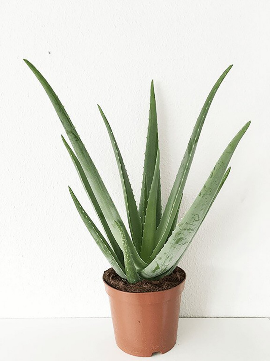Алоэ в интерьере