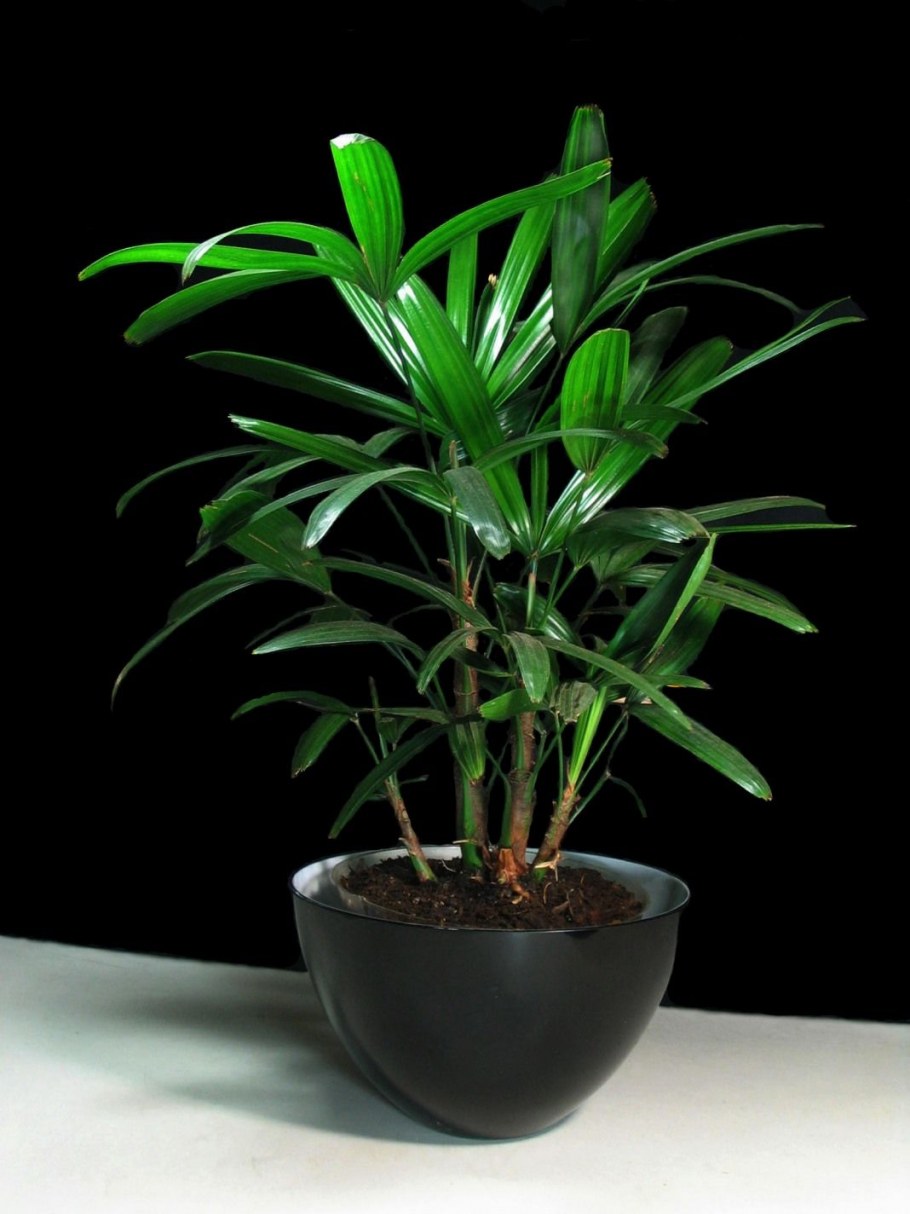 Бамбуковая Пальма Рапис