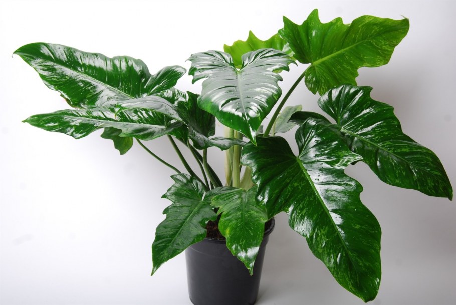 Филодендрон мандаианум