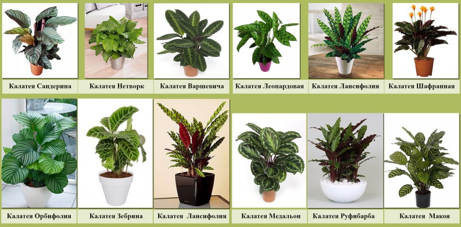 Калатея Хелен Кеннеди