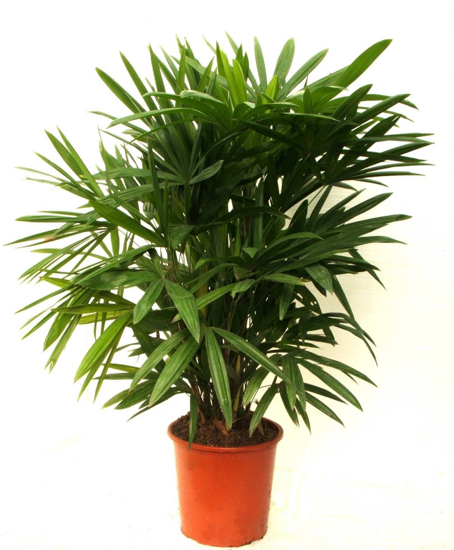 Бамбуковая Пальма Рапис