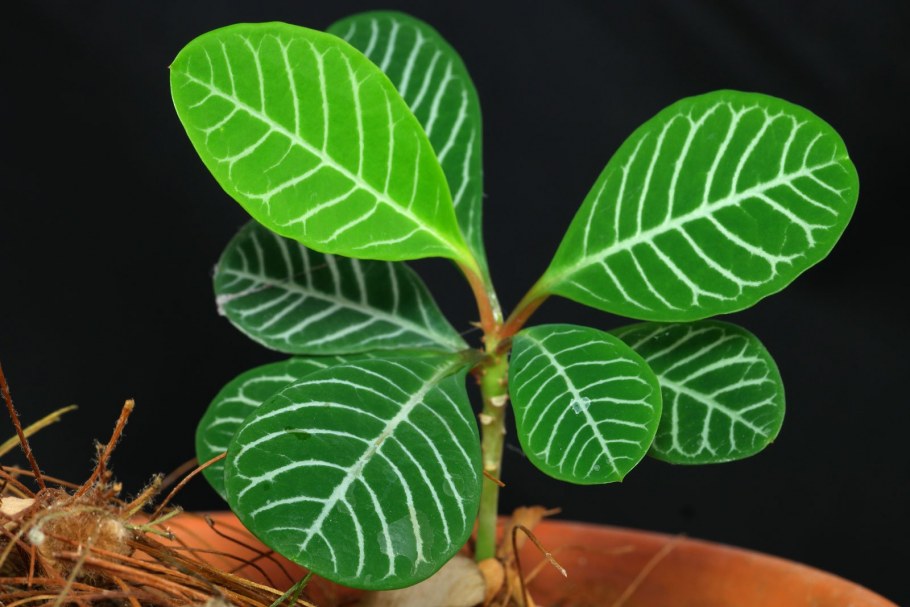 Молочай беложильчатый