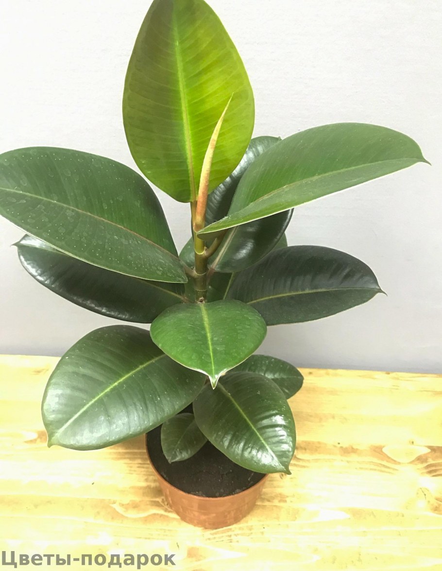 Фикус каучуконосный Родина