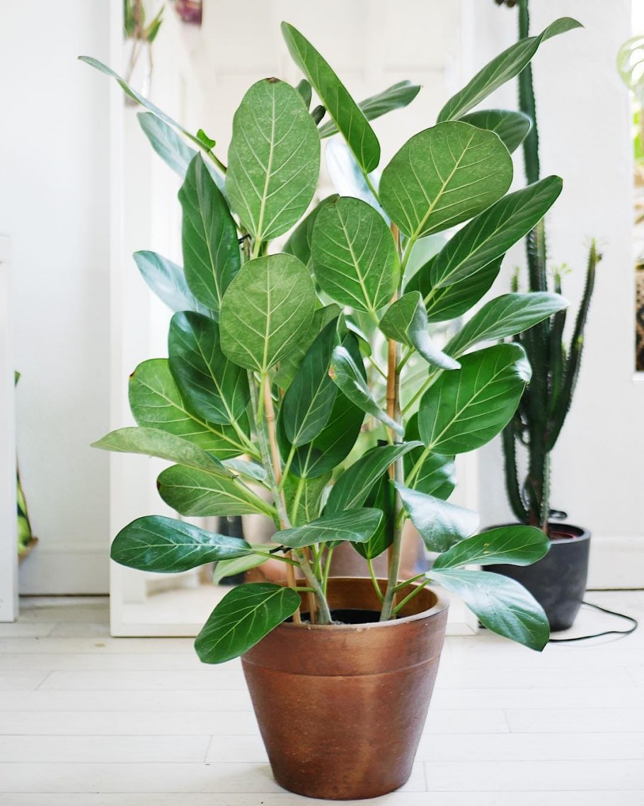 Фикус бенгальский свитхарт