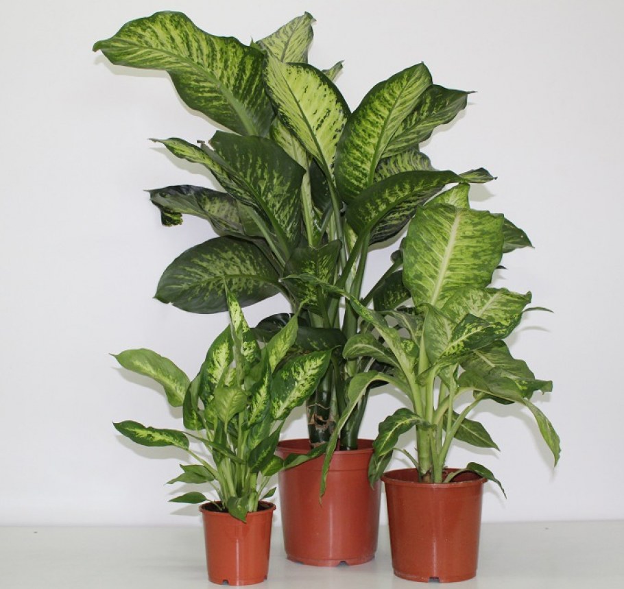 Диффенбахия цветок