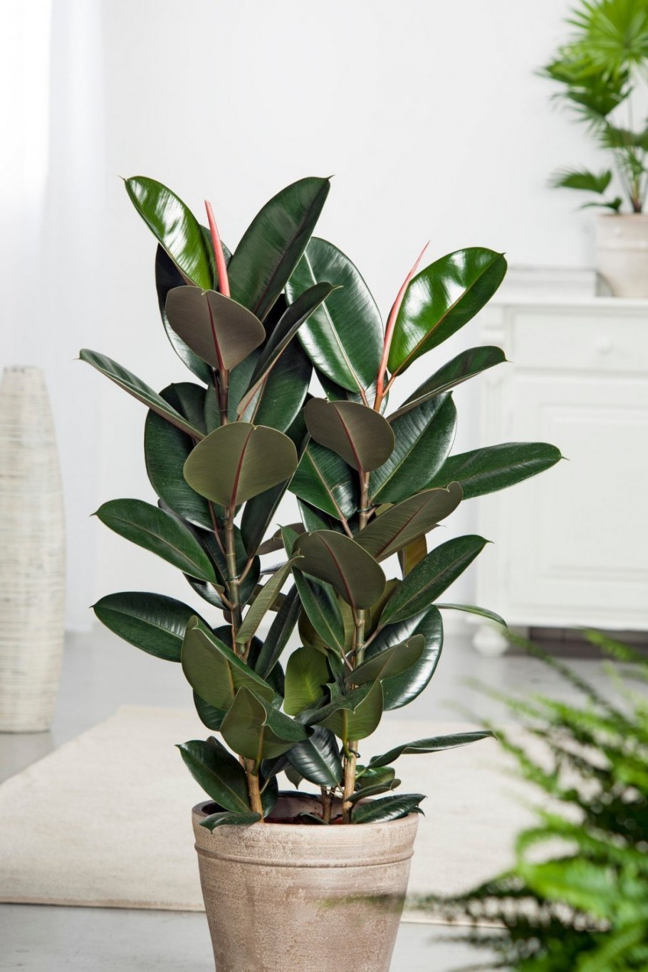 Фикус толстолистный