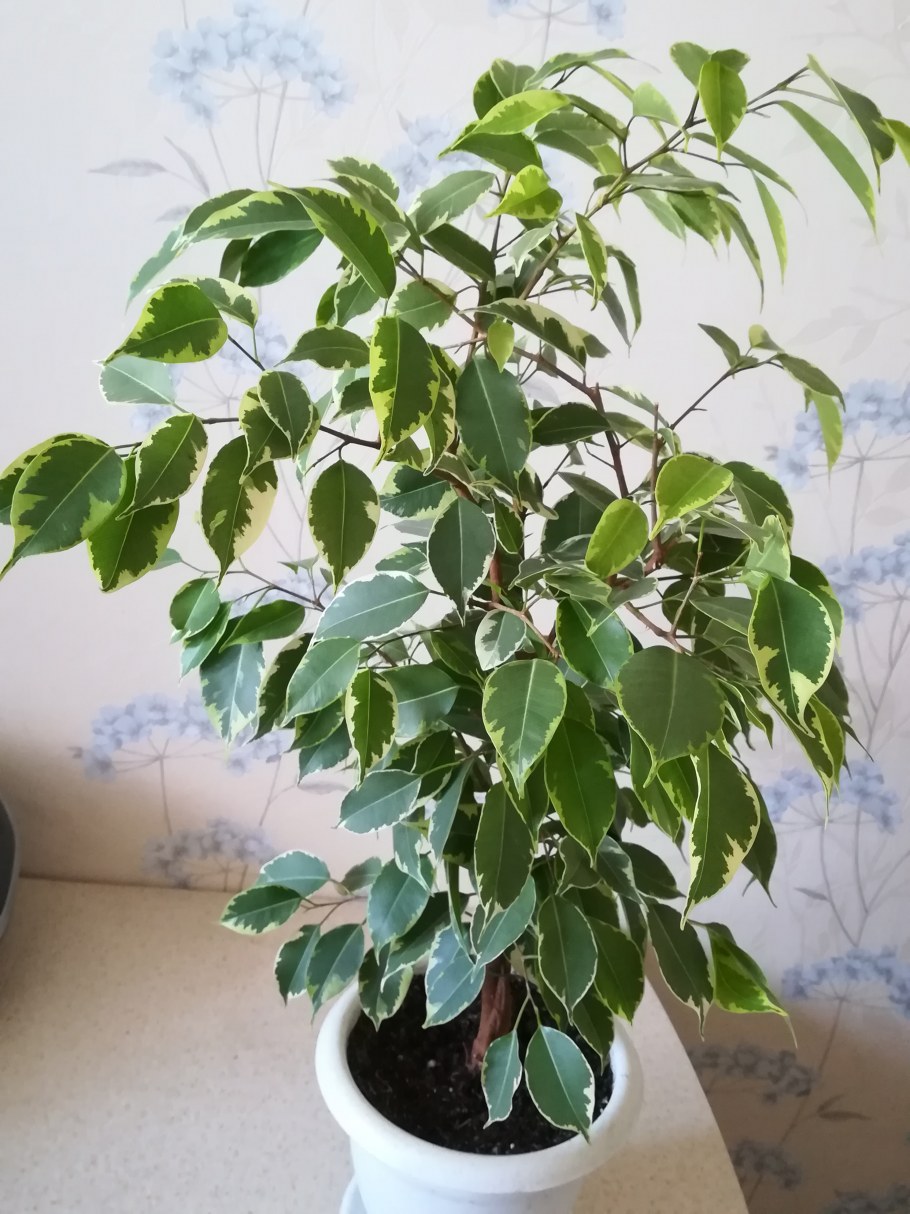 Фикус остролистный