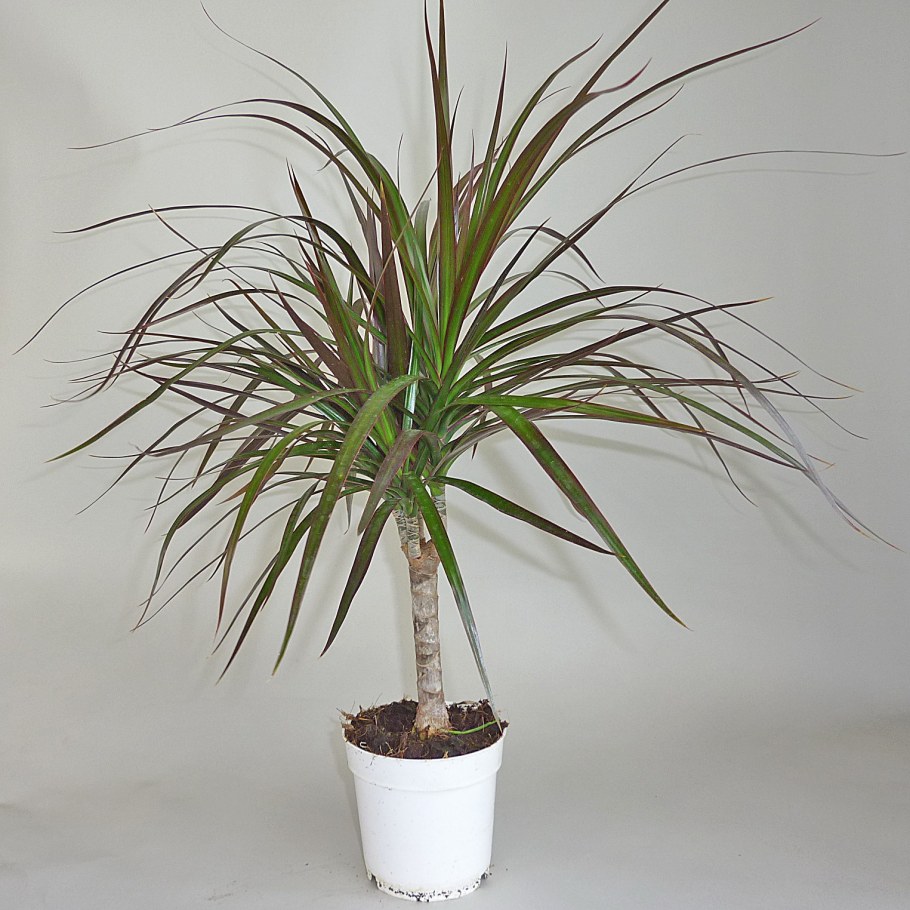 Цветок Драцена Маргината