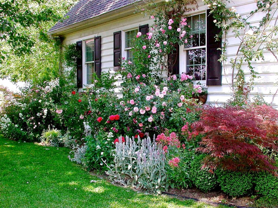 Миксбордер с розами