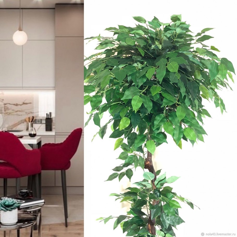 Фикус зеленый