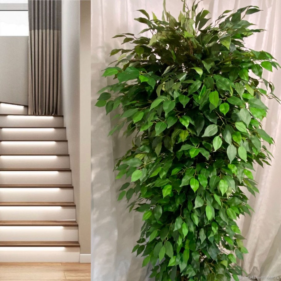 Фикус дерево