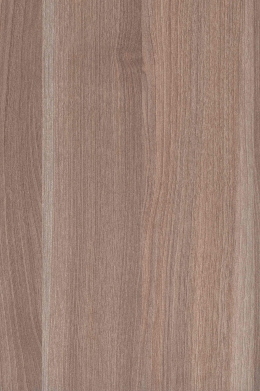 Вяз швейцарский Ламарти