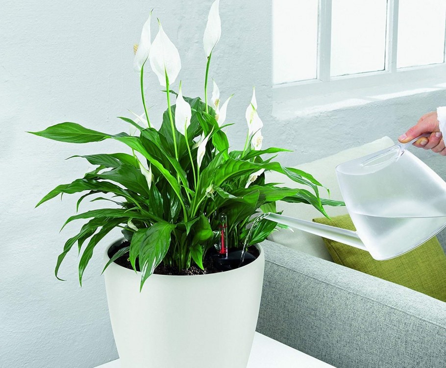 Кашпо для антуриума