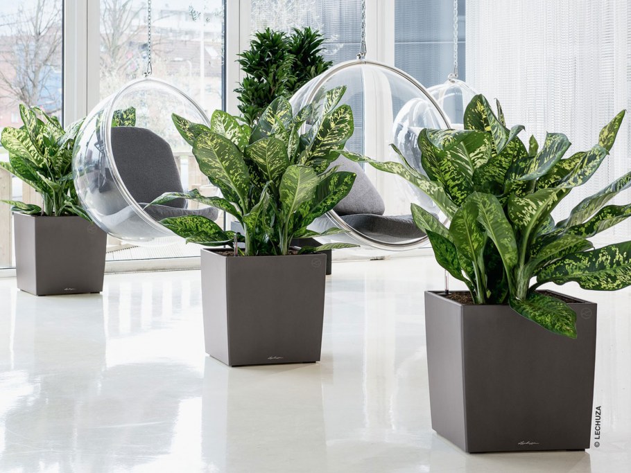 Замиокулькас + Lechuza