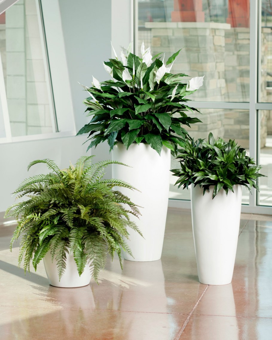 Monstera монстера икеа