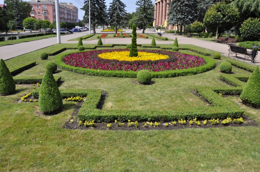 Сальвия на клумбе