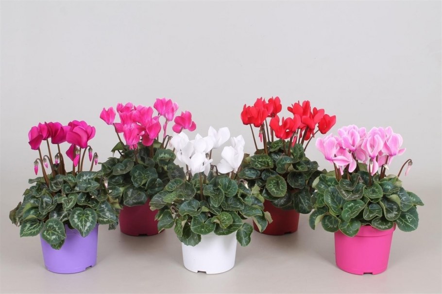 Растение цикламен