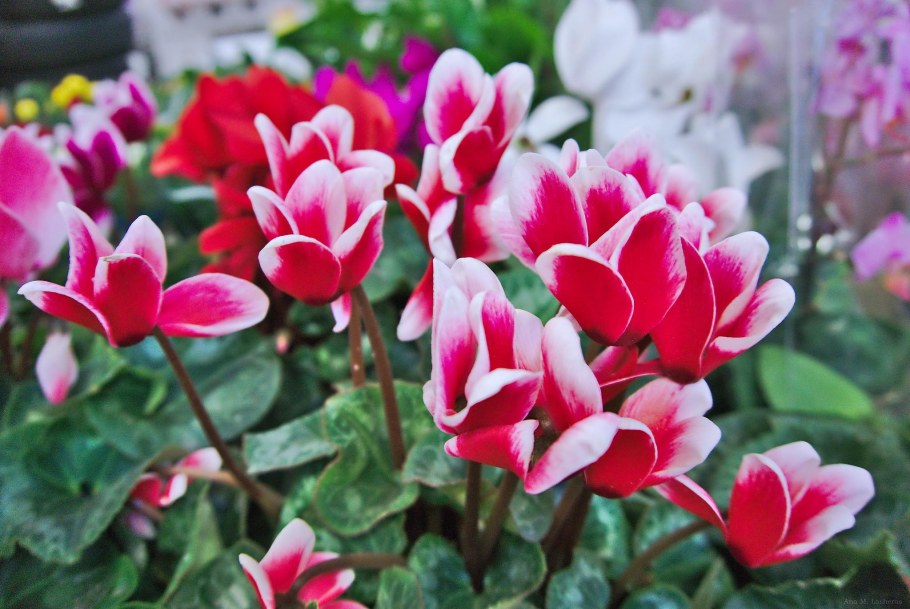 Орхидея отцвела