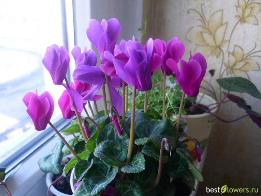 Цикламен горшечный