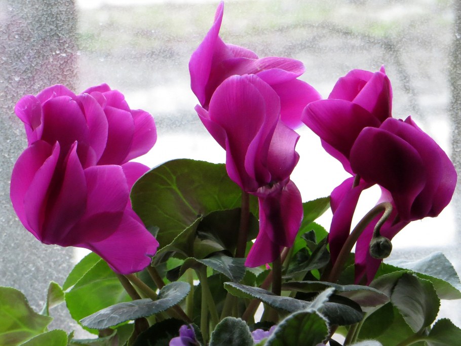 Цикламен, примула, бегония