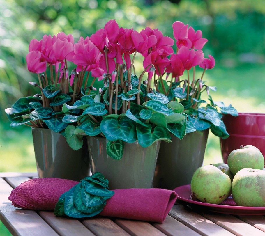 Камелия ампельная