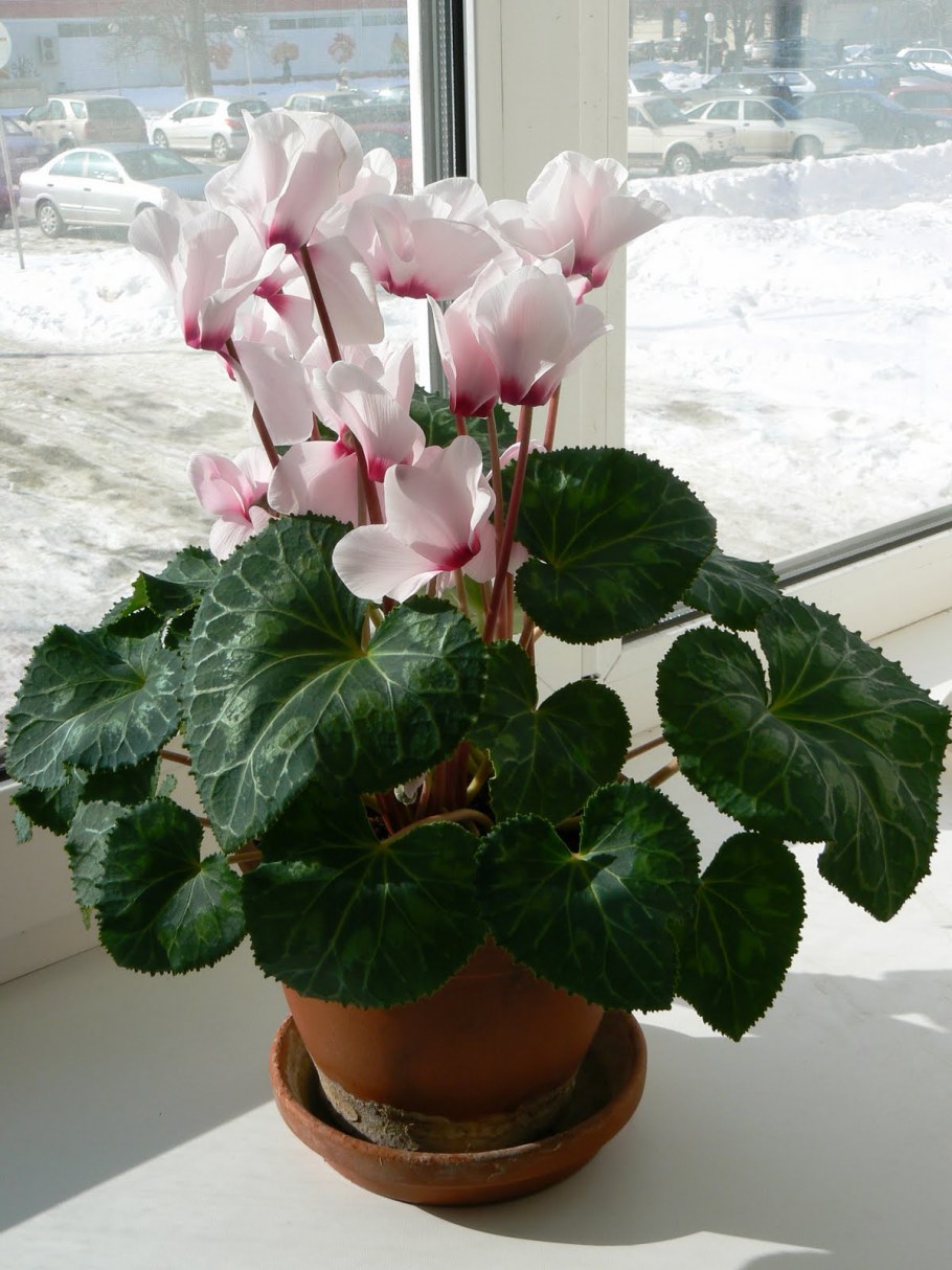 Цикламен комнатное растение