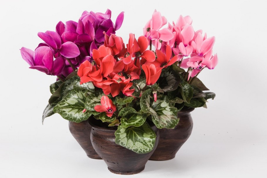 Карликовый цикламен