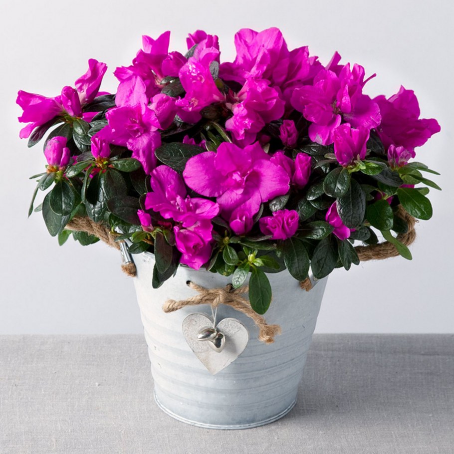 Комнатные цветы цикламен