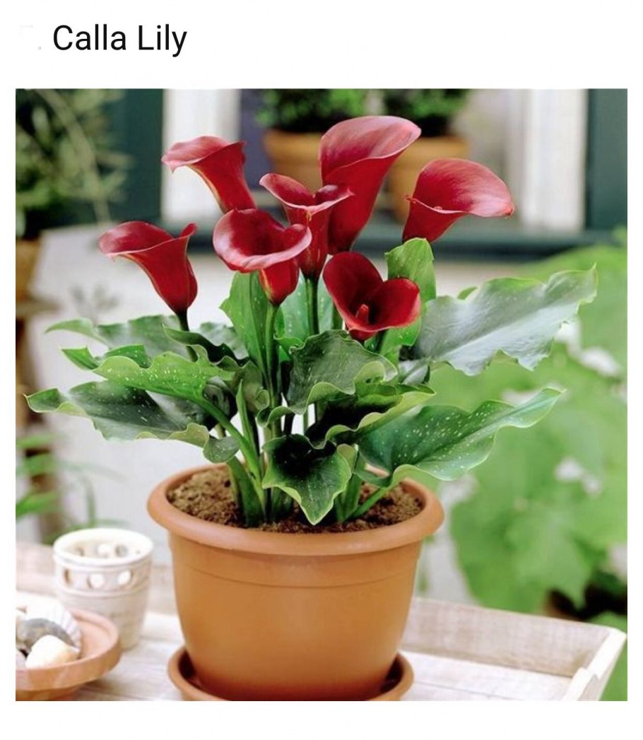 Цикламен дряква