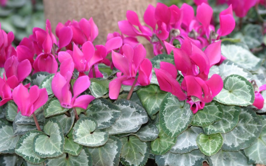 Комнатные цветы цикламен