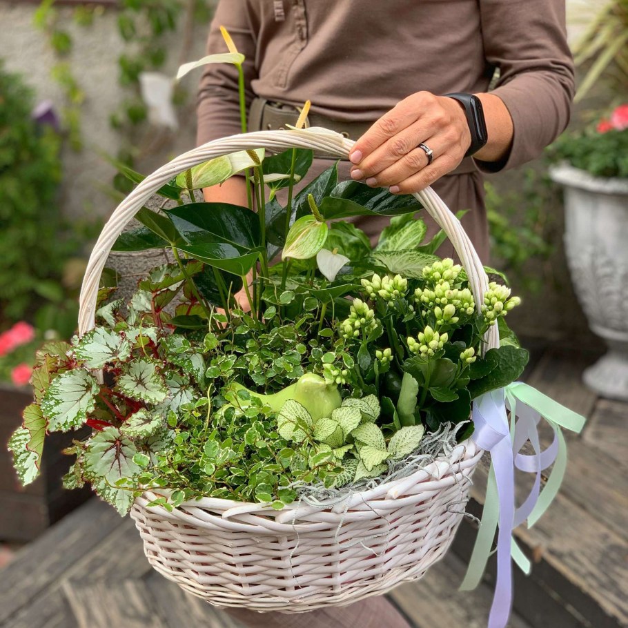 Композиции с горшечными растениями