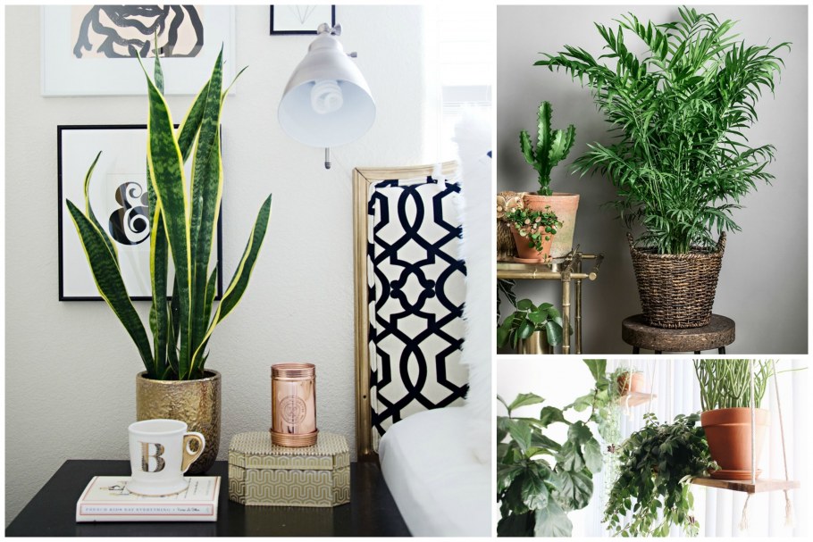 Сансевиерия Аубрутиана лаурен