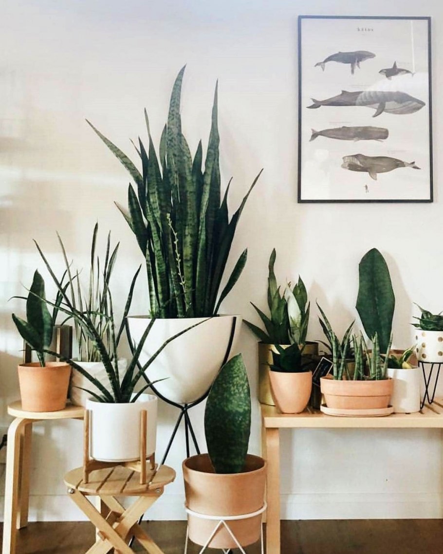 Сансевиерия в интерьере квартиры в хрущевке