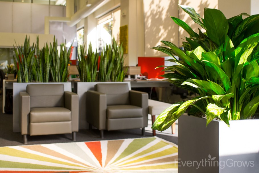 Суккуленты в интерьере