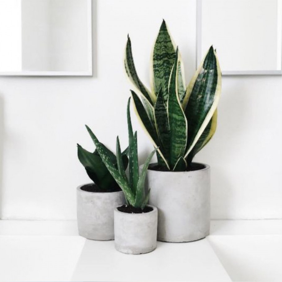 Сансевиерия спатифиллум