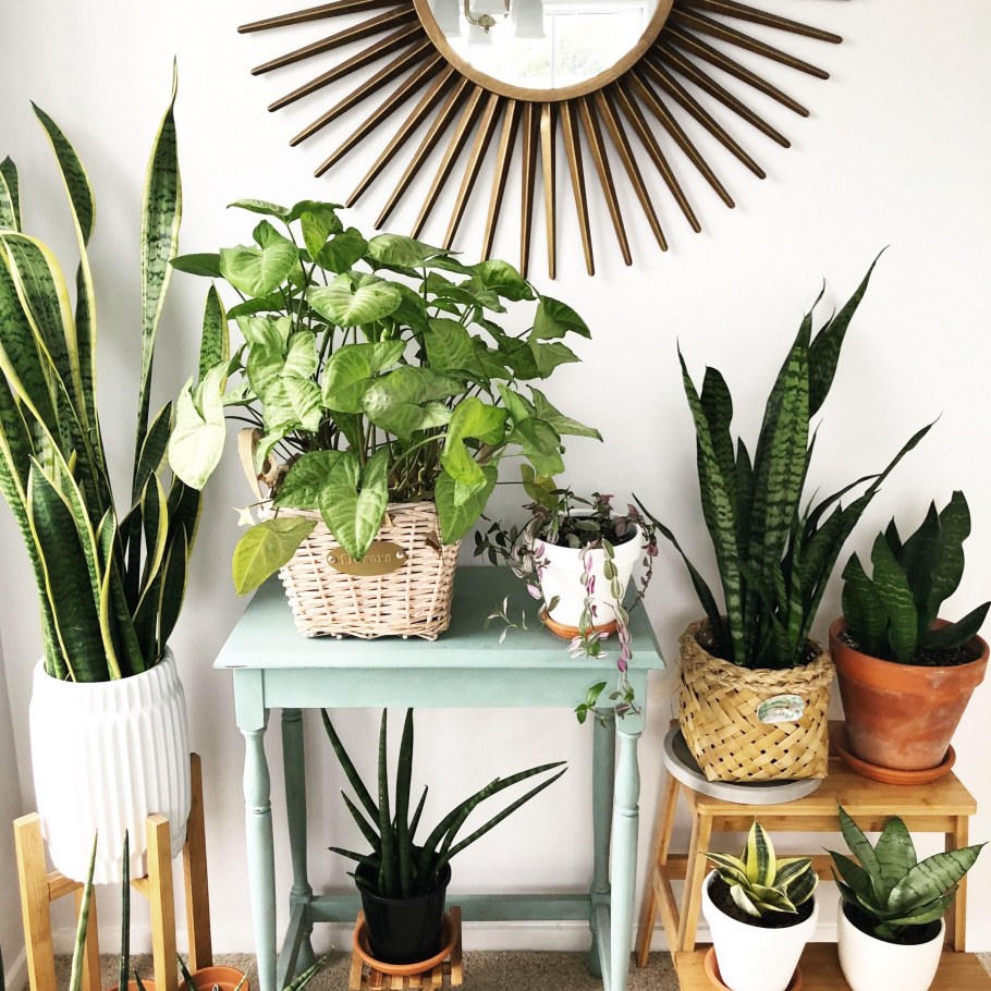 Цветок Сансевиерия в интерьере