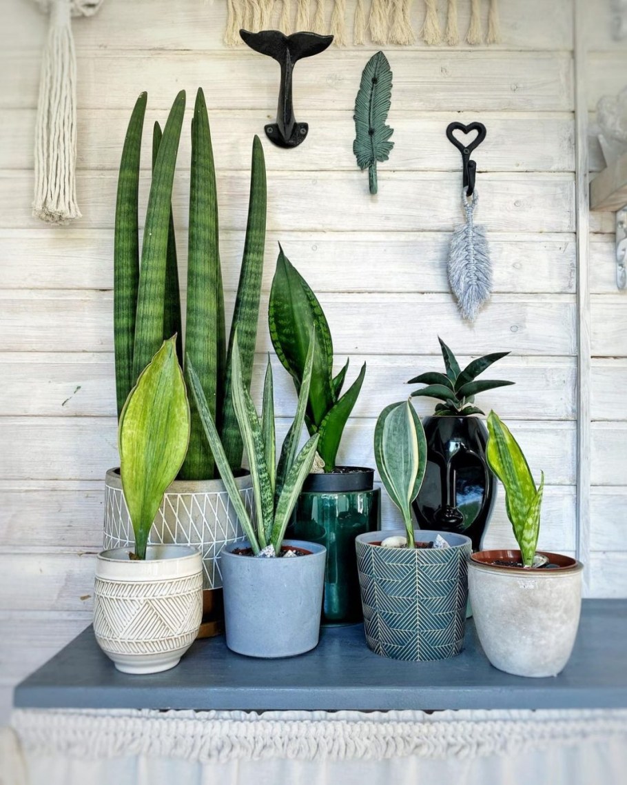 Сансевиерия в Лечуза