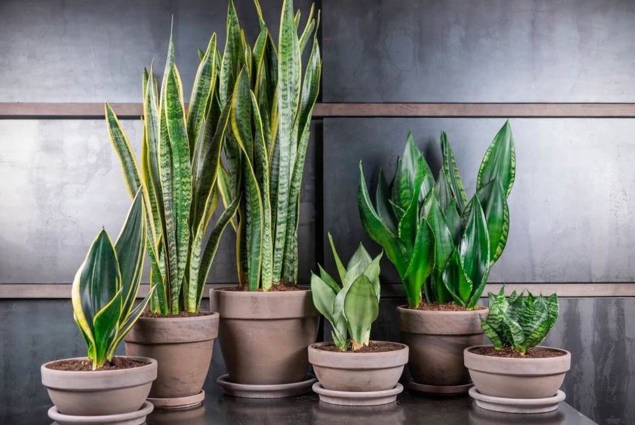 Щучий хвост в интерьере