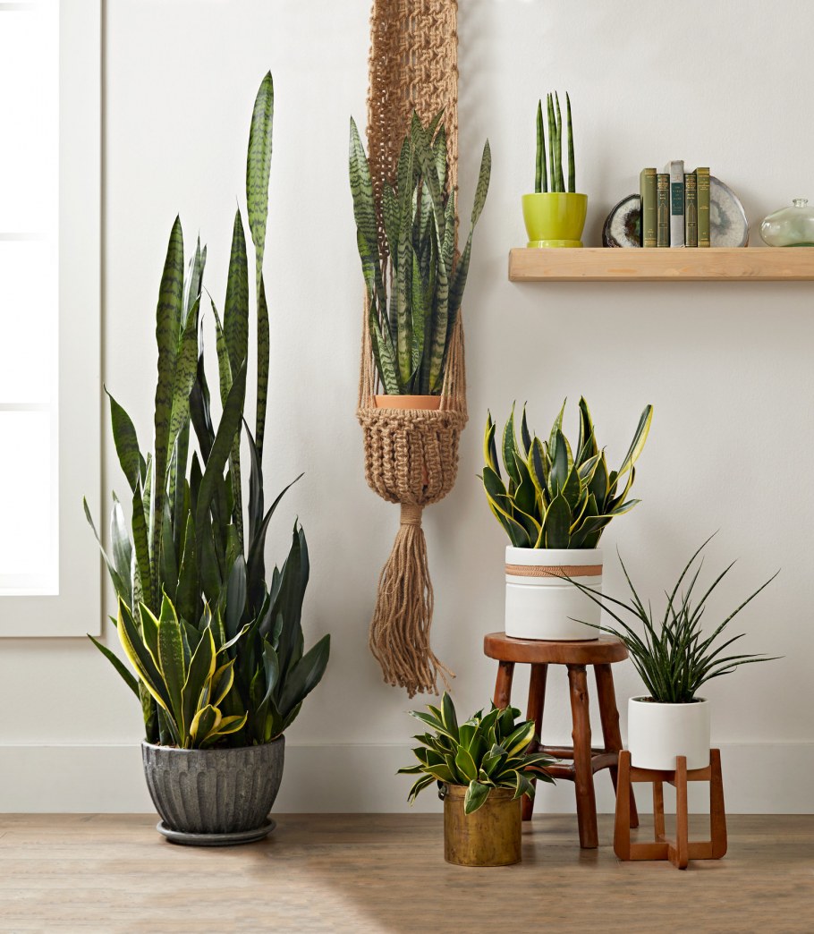 Top 50 Indoor Plants