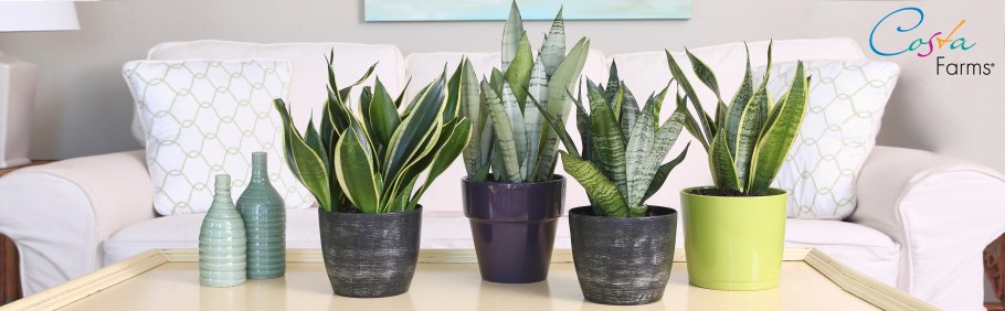 Сансевиерия в интерьере квартиры