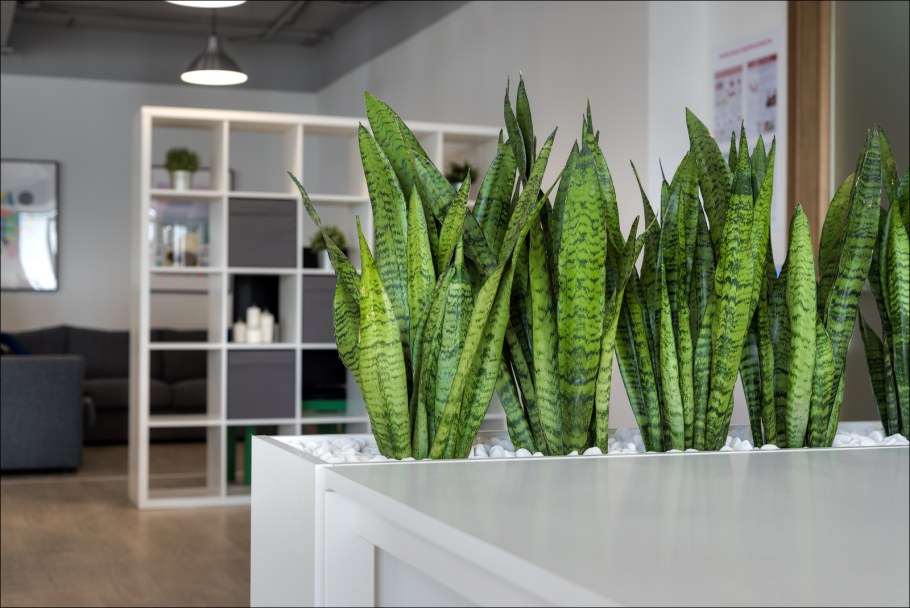 Сансевиерия в скандинавском интерьере