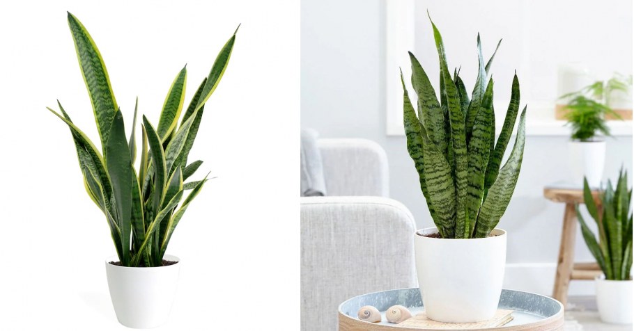 Сансевиерия в интерьере квартиры