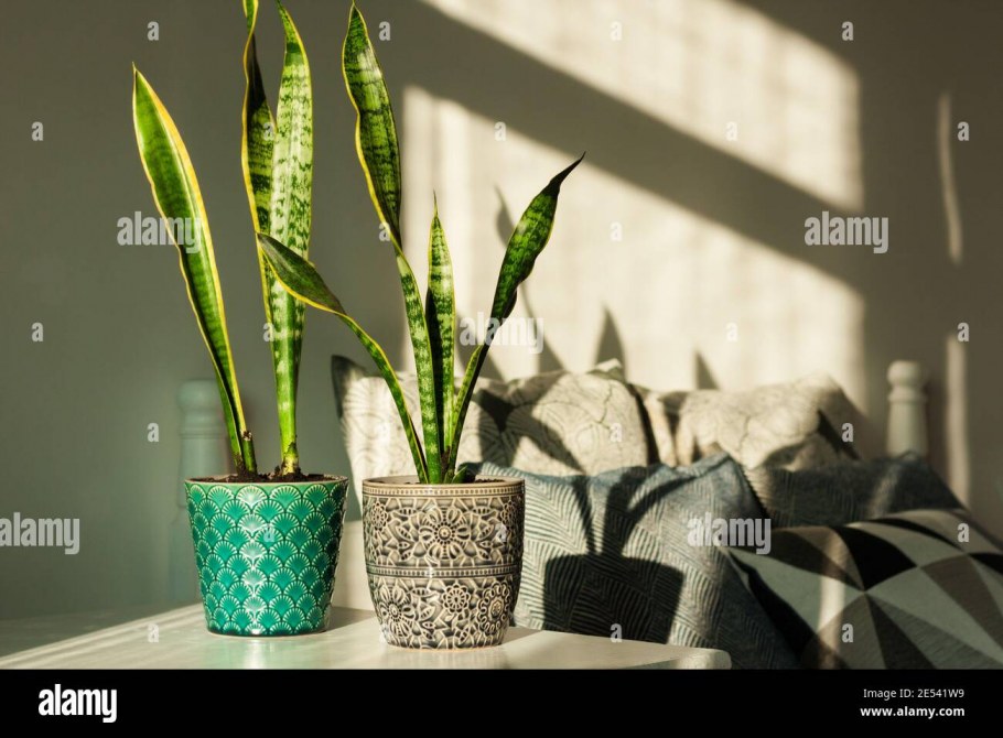 Стена из сансевиерии своими руками