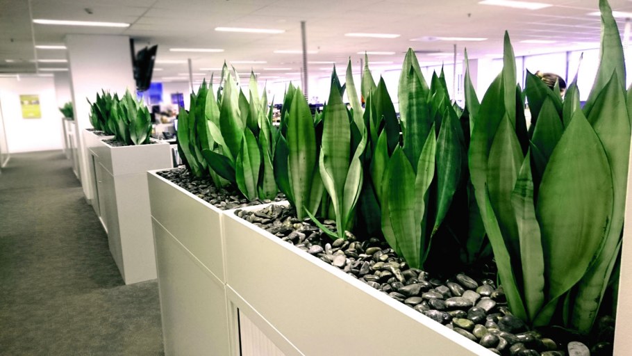 Сансевиерия цилиндрическая компакта