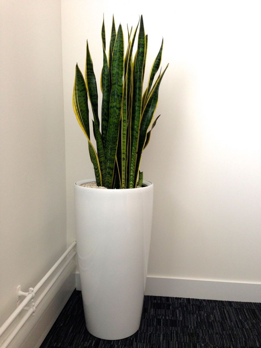Сансевиерия Горшечное растение