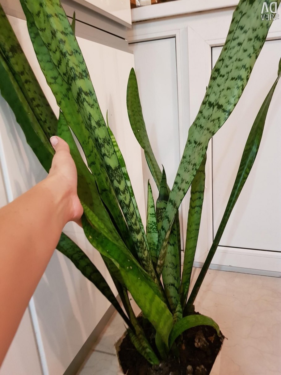 Сансевиерия круглолистная