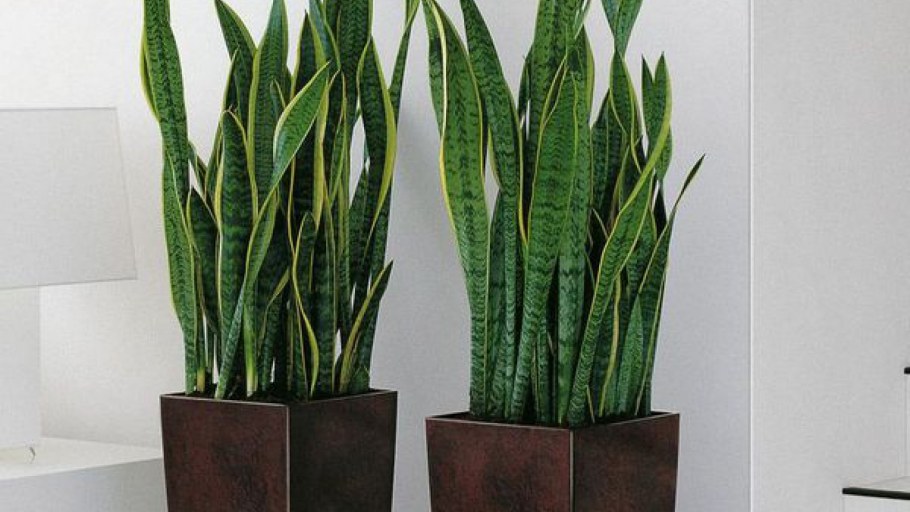 Декор цветком щучий хвост