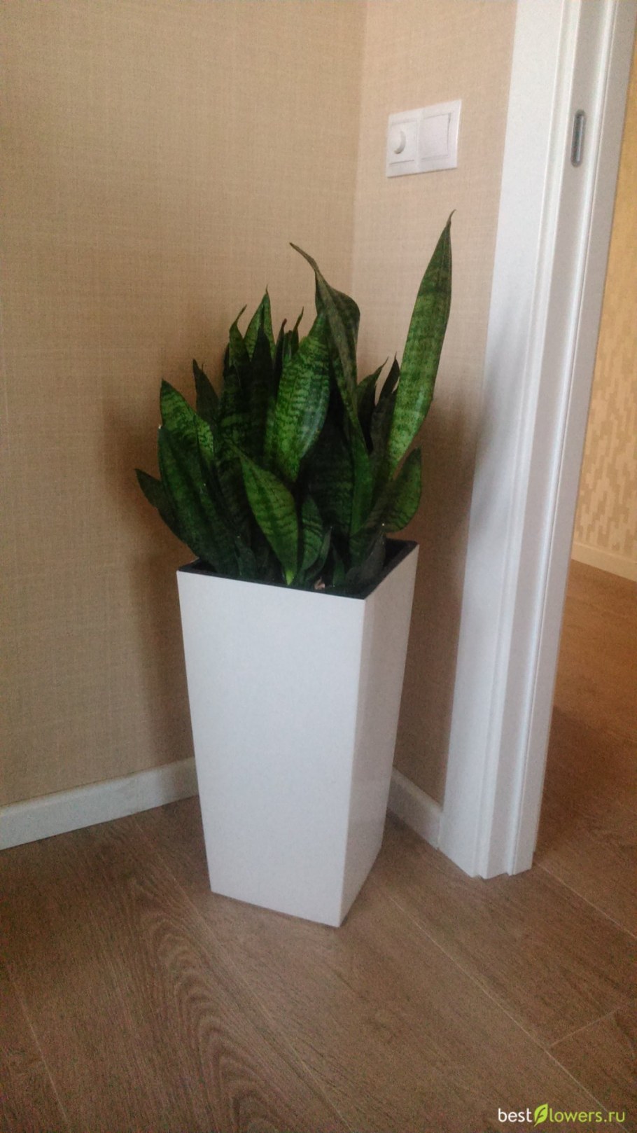 Сансевьера Сансевиерия трехполосная