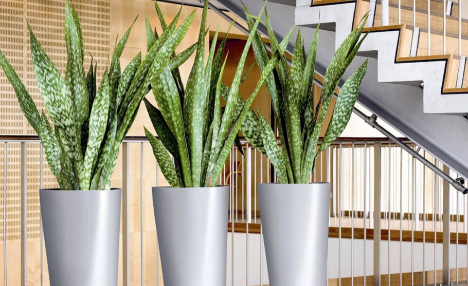 Сансевиерия либерийская (Sansevieria Liberica)