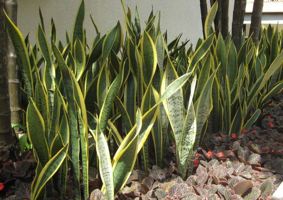 Сансевиерия Лауренти d17 h65